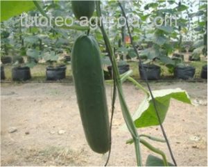 El tutoreo es muy utilizado en las cosechas de hortalizas como el pepino y el jitomate.